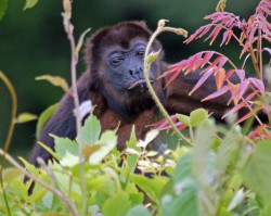 Just one of our neighbors.