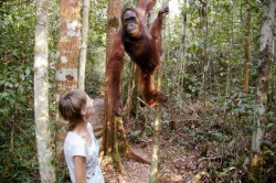 Meeting with orangutan in Borneoisland