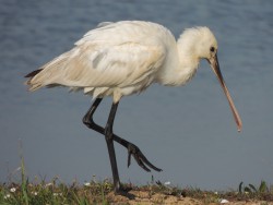 Great Bustards in Alentejo