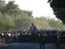 Traffic jam Algarve style